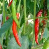 Chili Pepper Mombasa