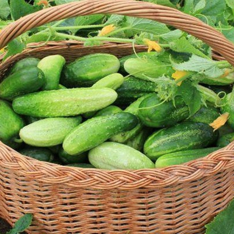 Cucumber Merchant F1