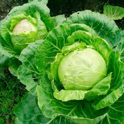 Ball-head Cabbage Olga