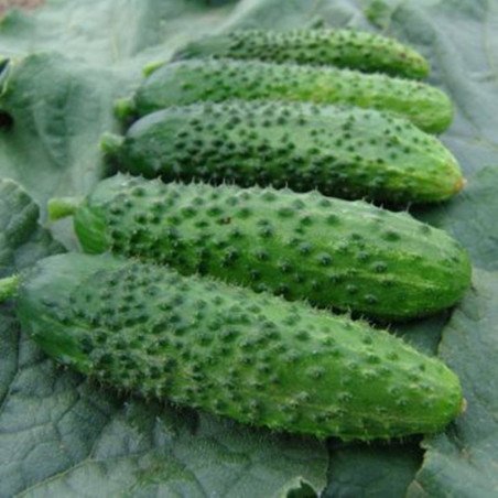 Cucumber Aloe F1