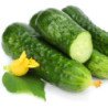 Cucumber Dalila F1