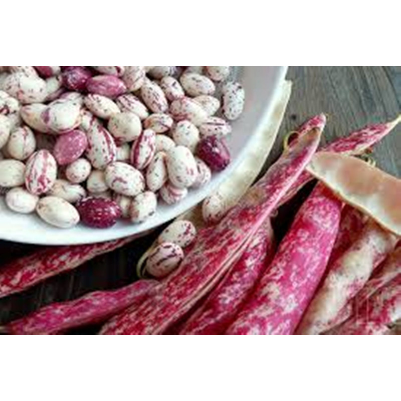 Квасоля кущова Борлотто