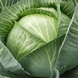 Ball-head Cabbage Yaroslavna