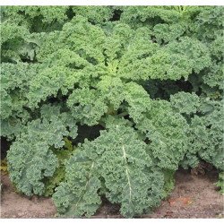 Kale Curly Green