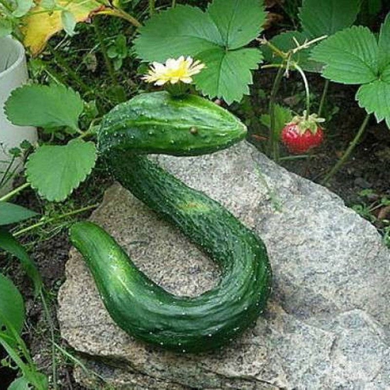 Cucumber Serpentine
