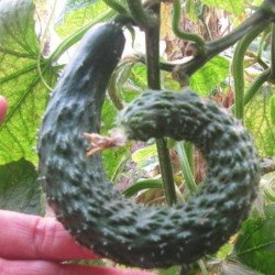 Cucumber Serpentine