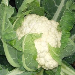Cauliflower Robert
