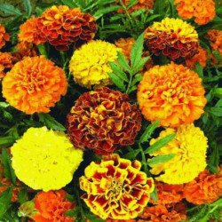 French Marigold Mix