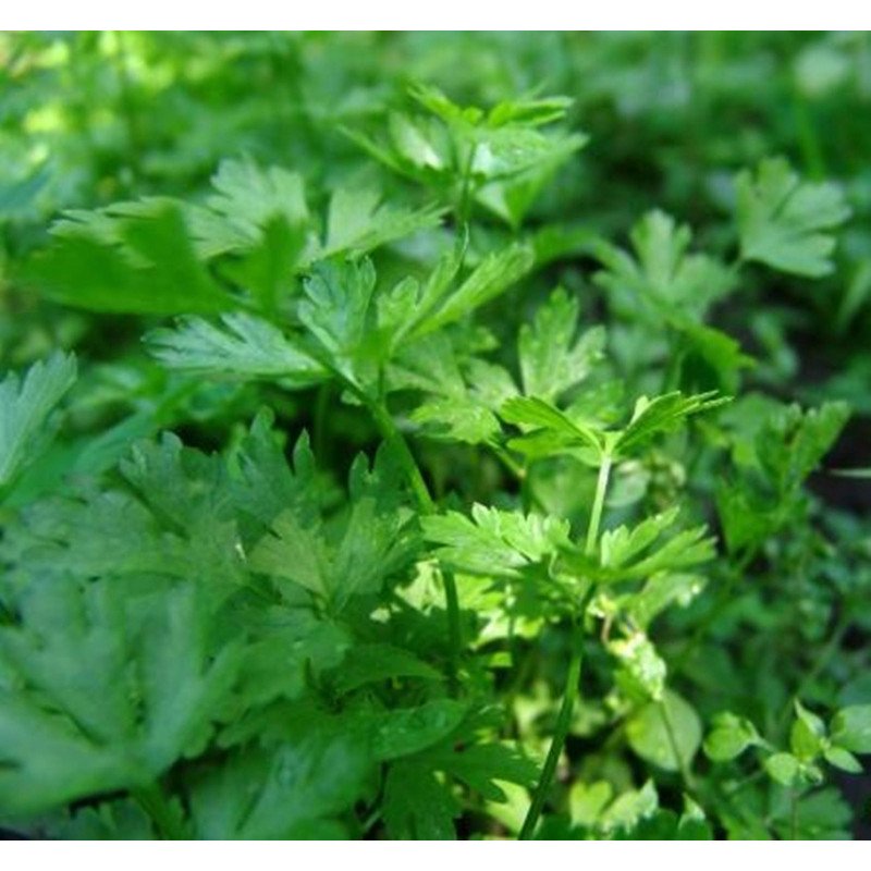 Flat-Leaf Italian Parsley Carnival