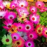 Livingstone Daisy