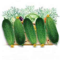 Cucumber Vitas F1
