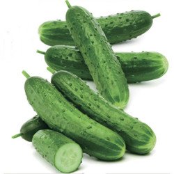 Cucumber Zozulya Plus