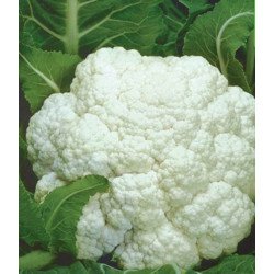 Cauliflower Summer Alpha