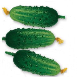 Cucumber Miror F1