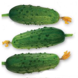 Cucumber Lafayette F1