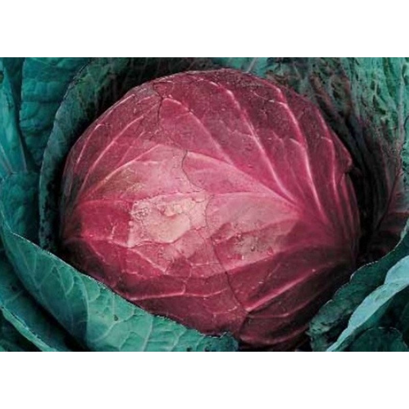 Red Cabbage Gako