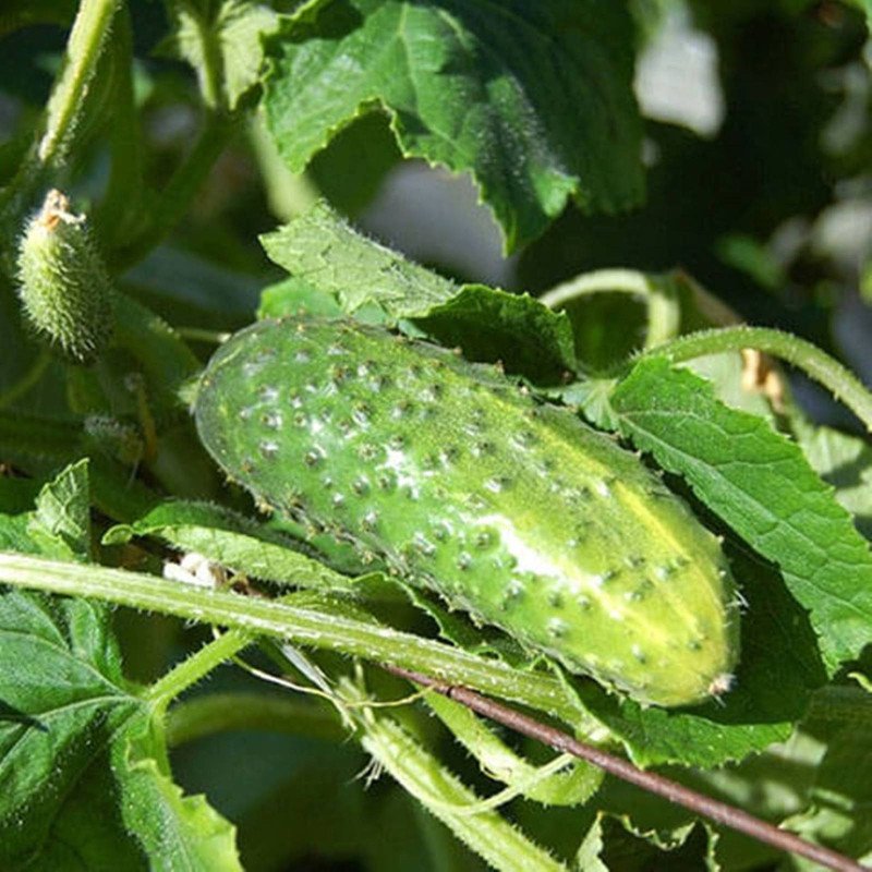 Cucumber Northern Bush