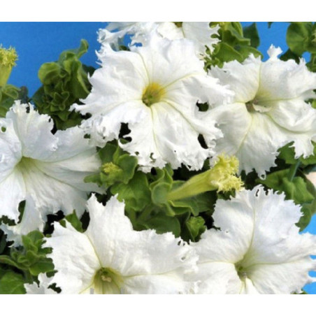 Petunia Snow Queen F1