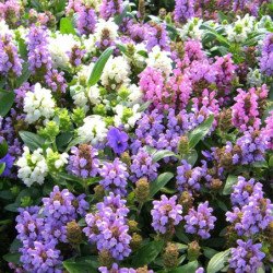 Large-Flowered Selfheal Mix