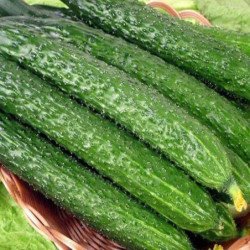 Cucumber Hailar
