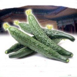 Cucumber Hailar