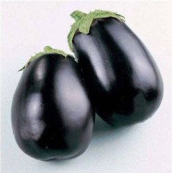 Eggplant Aubergine Nero