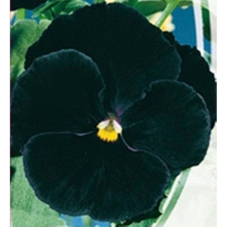 Pansy Viola Black King