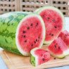 Watermelon Gabai