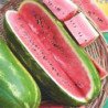 Watermelon Tirazis