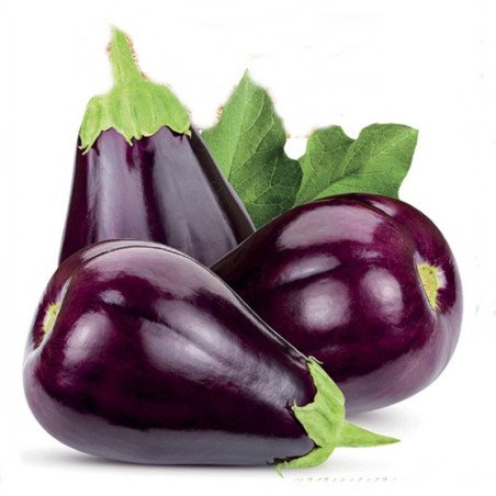 Eggplant Aubergine Sciacchitano Nero