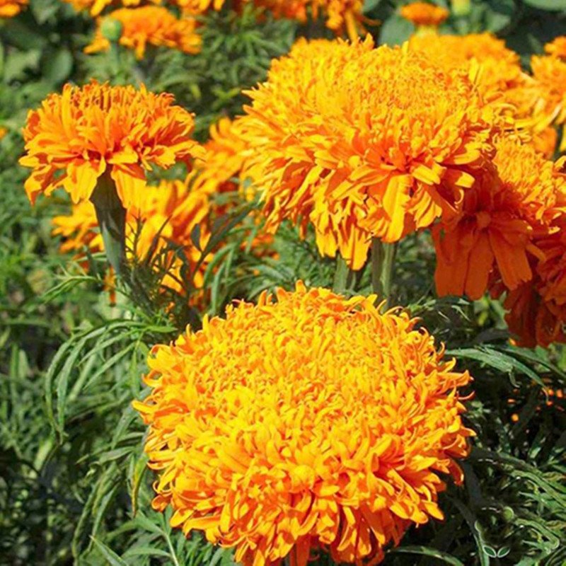 Marigold Fantastic Orange