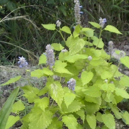 Blue Giant Hyssop