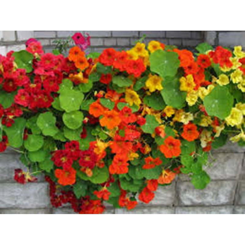 Красоля низькоросла суміш