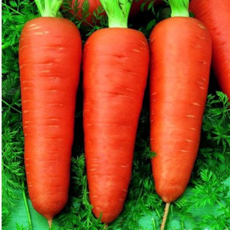 Морковь Алёнка