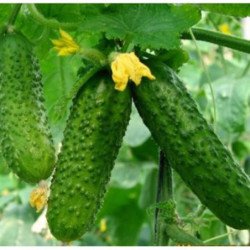 Cucumber Hasbulat F1