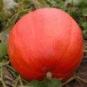 Pumpkin Golias