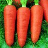 Carrot Dolanka