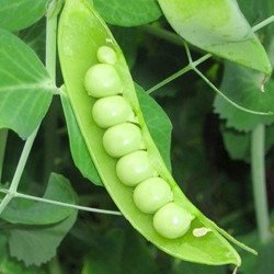 Pea Alpha