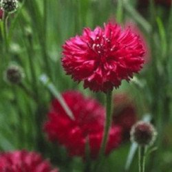 Cornflower Red Ball