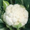 Cauliflower Neckarperle