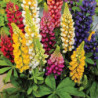 Garden Lupine Dwarf Mix