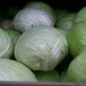 White Ball-head Cabbage Premstaettner Schnitt