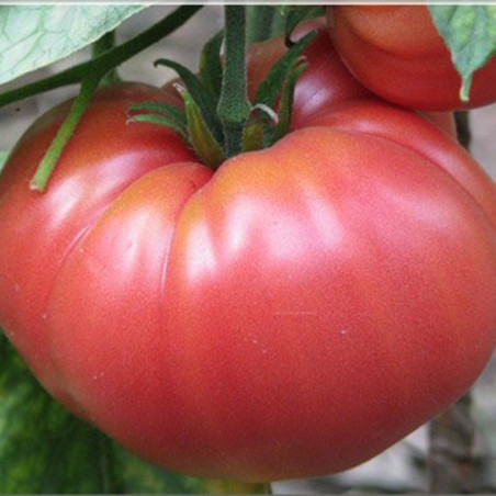 Tomato Brandywine Pink