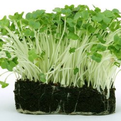 Garden Cress Whole-leaved