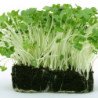 Garden Cress Whole-leaved
