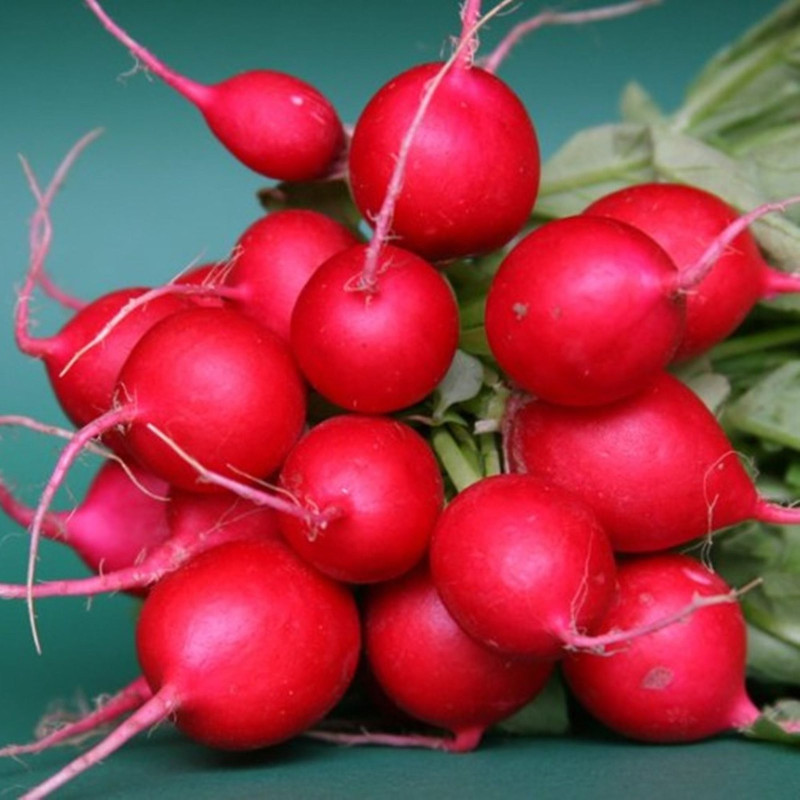 Radish Sofit