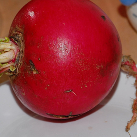 Daikon Radish Beauty Harbin