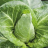 Spring Cabbage Wheelers Imperial