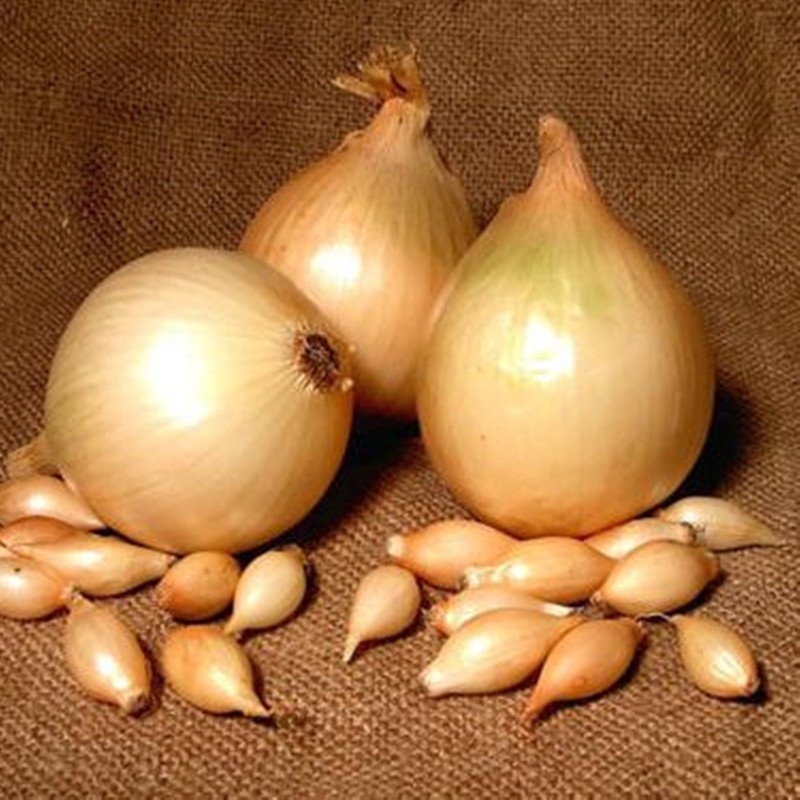 Onion Jaune Sturon