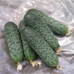 Cucumber Brigade F1